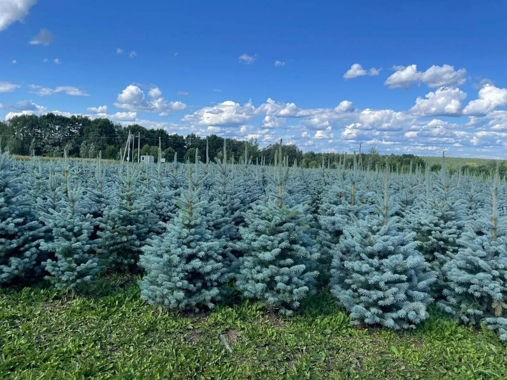 Ель колючая Блю Даймонд (Picea pungens 'Blue Diamond')