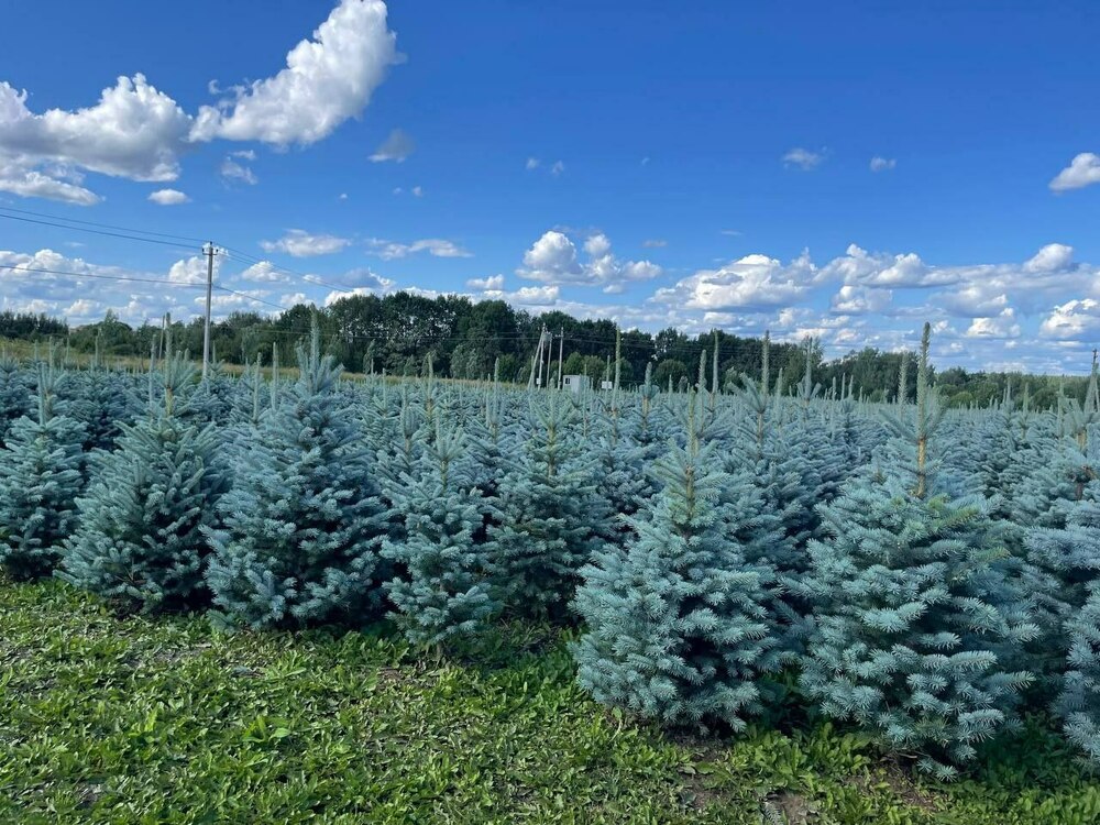 Ель колючая Блю Даймонд (Picea pungens 'Blue Diamond')