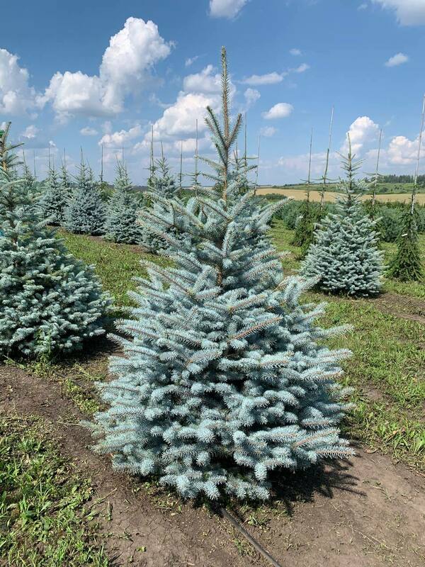 Ель колючая Блю Даймонд (Picea pungens 'Blue Diamond')