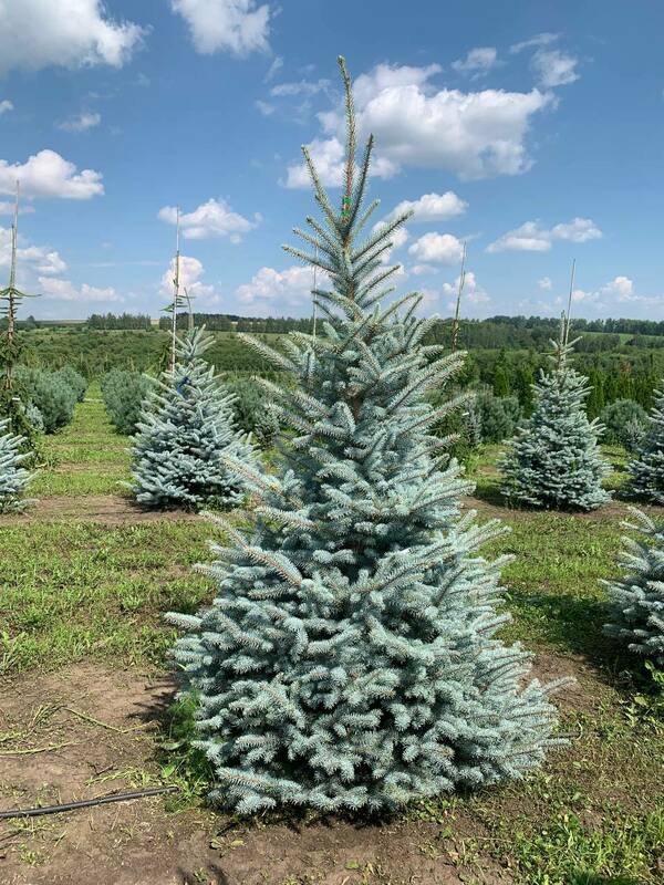 Ель колючая Блю Даймонд (Picea pungens 'Blue Diamond')