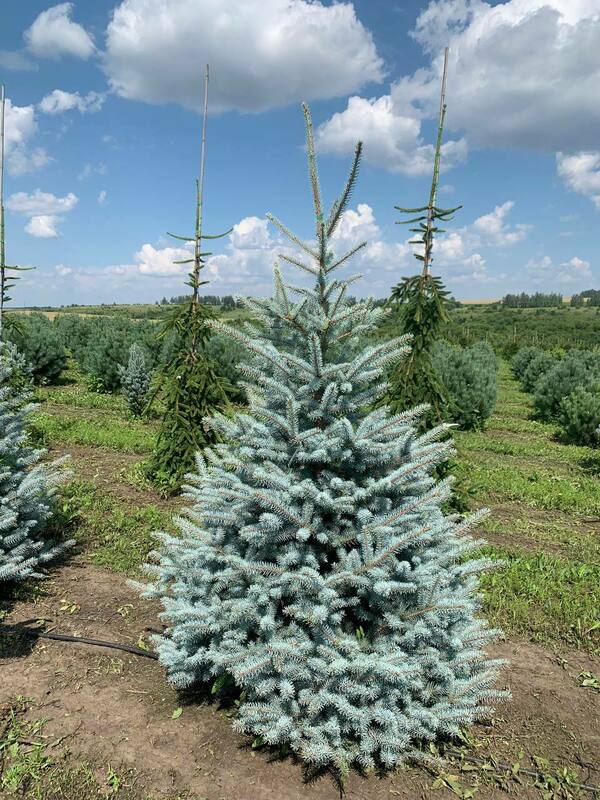 Ель колючая Блю Даймонд (Picea pungens 'Blue Diamond')