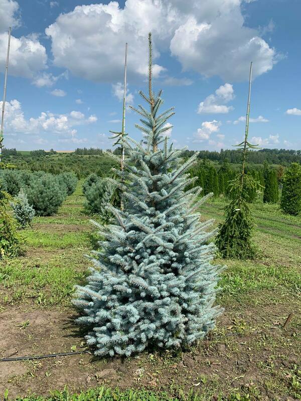 Ель колючая Блю Даймонд (Picea pungens 'Blue Diamond')