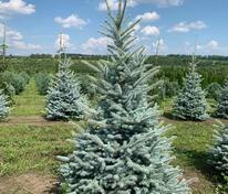 Ель колючая Блю Даймонд (Picea pungens 'Blue Diamond')