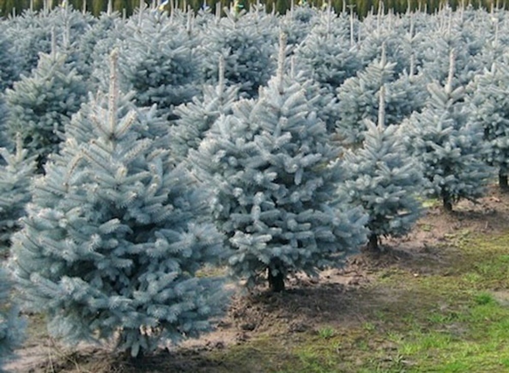 Ель колючая Глаука Маджестик Блю (Picea pungens 'Glauca Majestic Blue')
