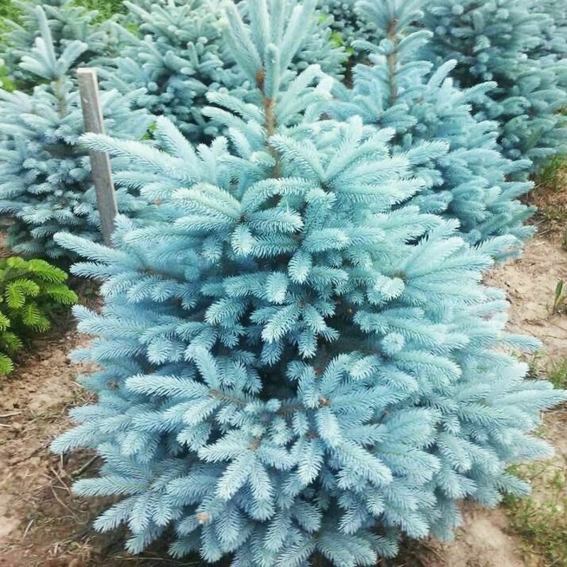 Ель колючая Глаука Маджестик Блю (Picea pungens 'Glauca Majestic Blue')