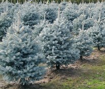 Ель колючая Глаука Маджестик Блю (Picea pungens 'Glauca Majestic Blue')