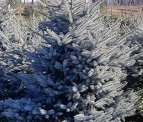 Ель колючая Эрих Фрам (Picea pungens 'Erich Frahm')