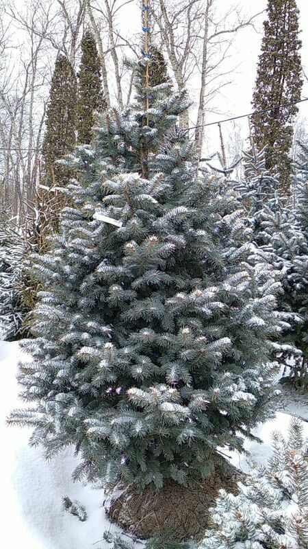 Ель колючая Хупси (Picea pungens 'Hoopsii')