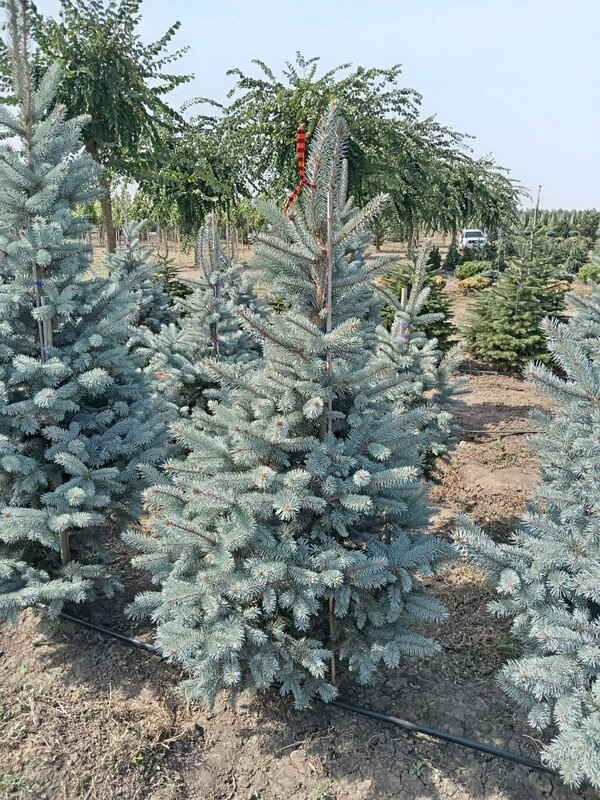 Ель колючая Хупси (Picea pungens 'Hoopsii')