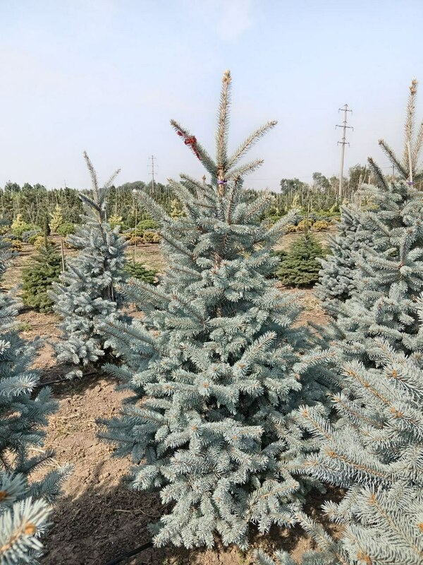 Ель колючая Хупси (Picea pungens 'Hoopsii')