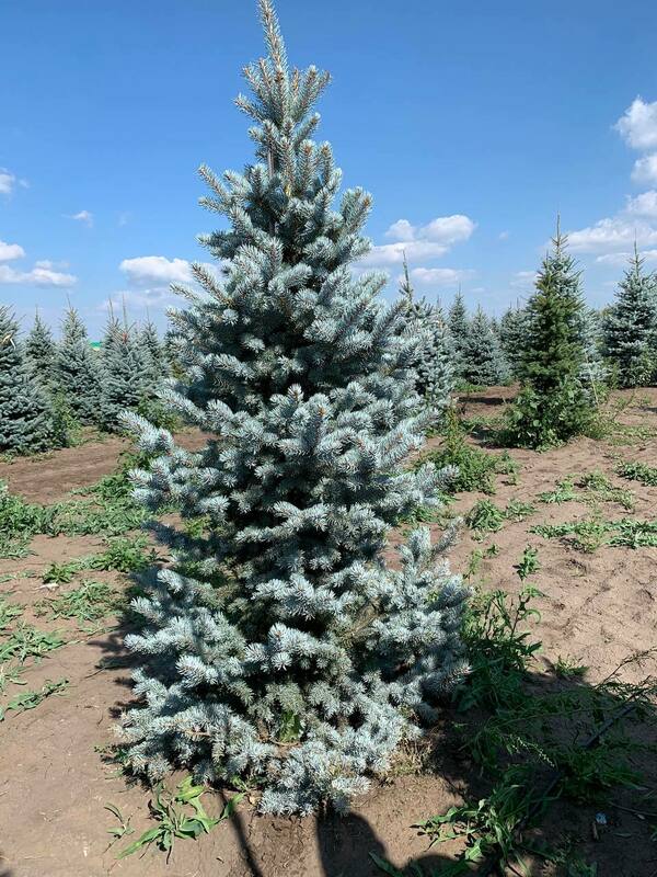 Ель колючая Хупси (Picea pungens 'Hoopsii')