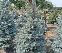 Ель колючая Хупси (Picea pungens 'Hoopsii')