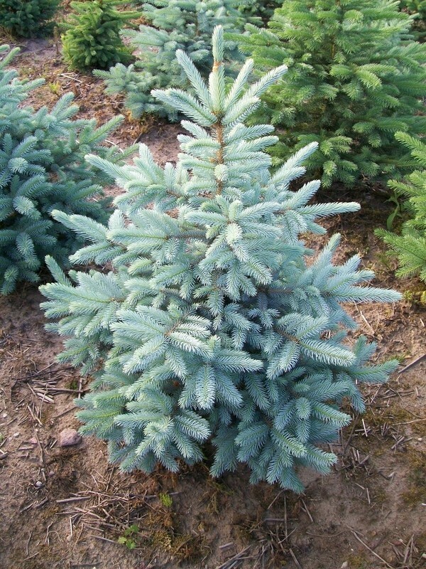 Ель колючая Кейбаб (Picea pungens 'Kaibab')