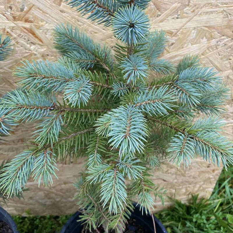 Ель колючая Кейбаб (Picea pungens 'Kaibab')