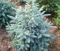 Ель колючая Кейбаб (Picea pungens 'Kaibab')