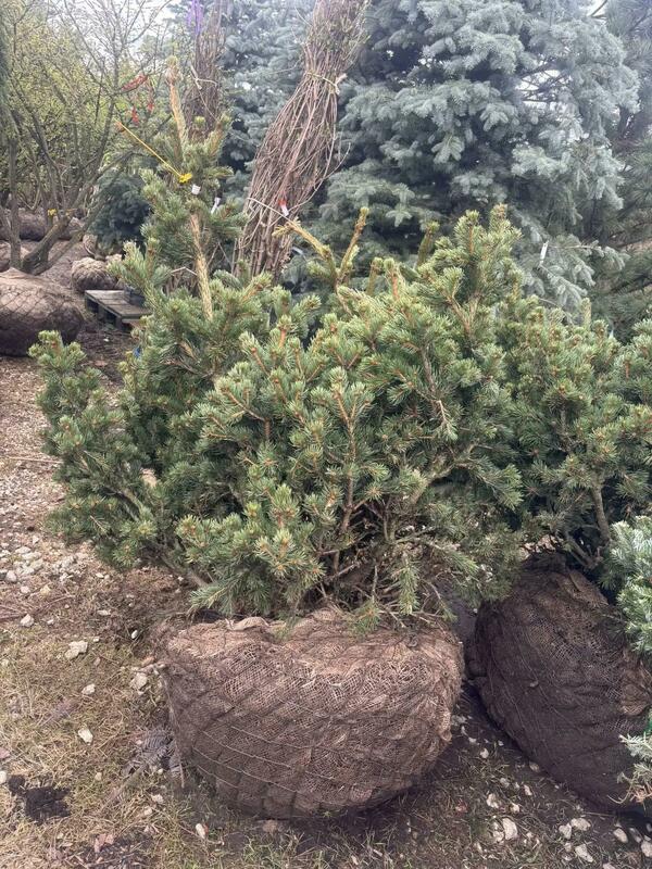 Ель колючая Лаки Страйк (Picea pungens 'Lucky Strike')