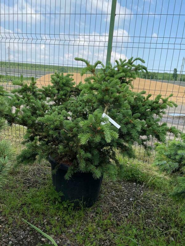 Ель колючая Лаки Страйк (Picea pungens 'Lucky Strike')