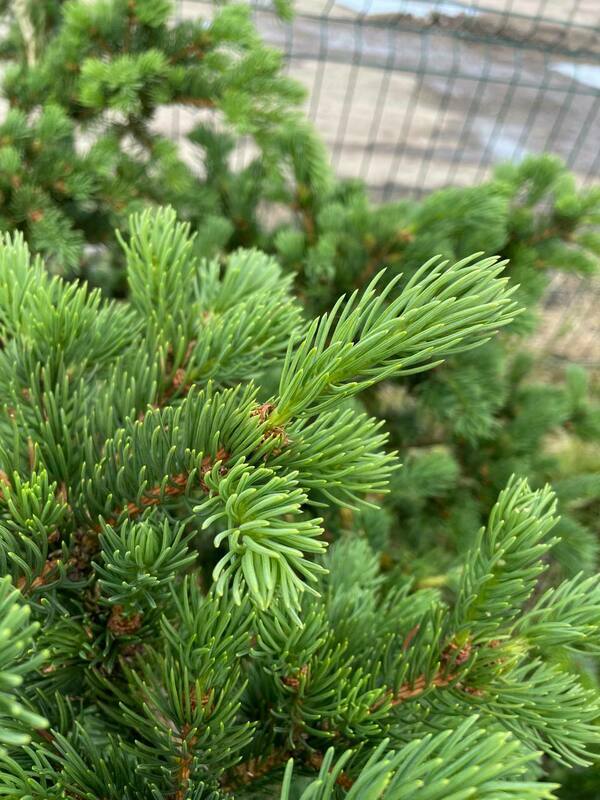 Ель колючая Лаки Страйк (Picea pungens 'Lucky Strike')