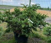 Ель колючая Лаки Страйк (Picea pungens 'Lucky Strike')
