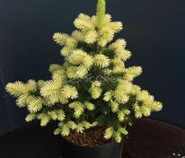 Ель колючая Майголд (Picea pungens 'Maigold')