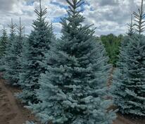 Ель колючая "Omega" (Омега)