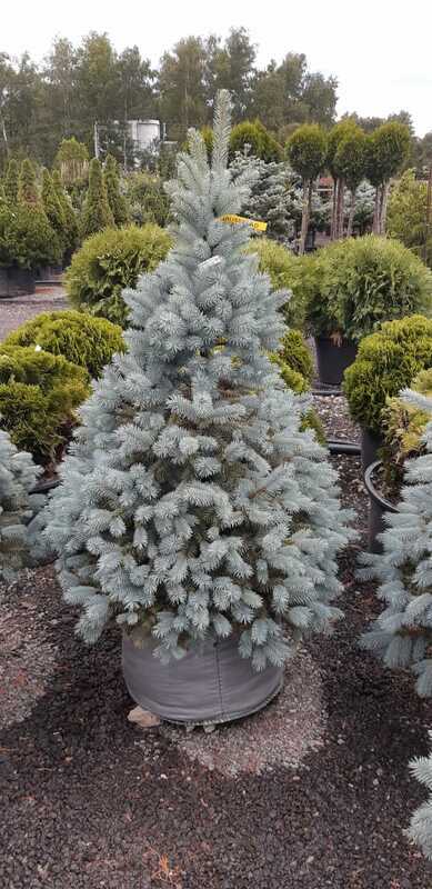 Ель колючая Супер Блю (Picea pungens 'Super Blue')