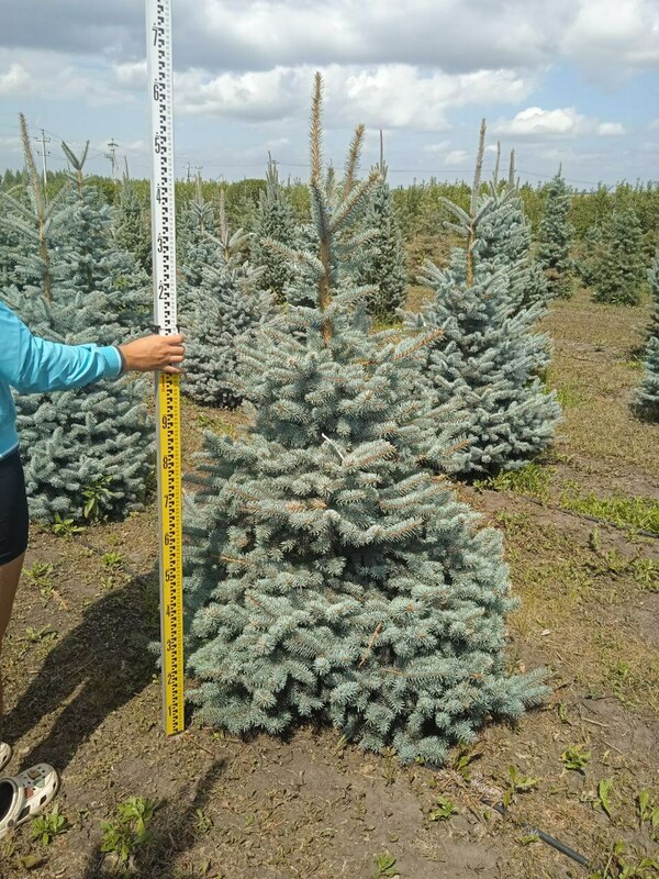 Ель колючая Супер Блю (Picea pungens 'Super Blue')