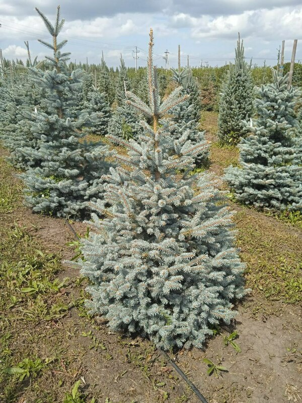 Ель колючая Супер Блю (Picea pungens 'Super Blue')