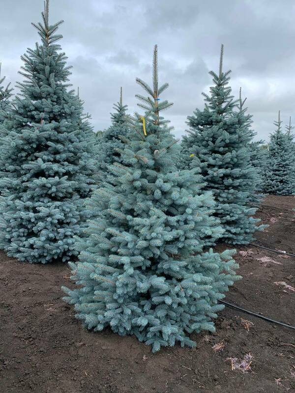 Ель колючая Супер Блю (Picea pungens 'Super Blue')