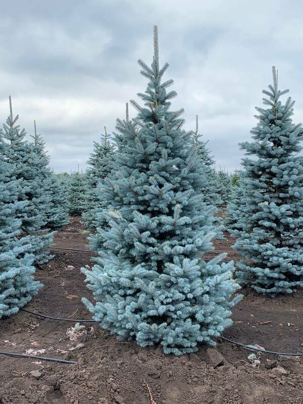 Ель колючая Супер Блю (Picea pungens 'Super Blue')