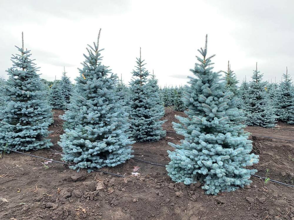 Ель колючая Супер Блю (Picea pungens 'Super Blue')