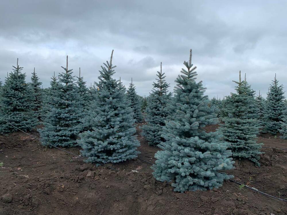 Ель колючая Супер Блю (Picea pungens 'Super Blue')