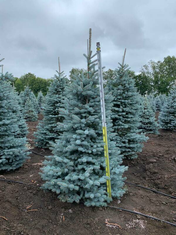 Ель колючая Супер Блю (Picea pungens 'Super Blue')