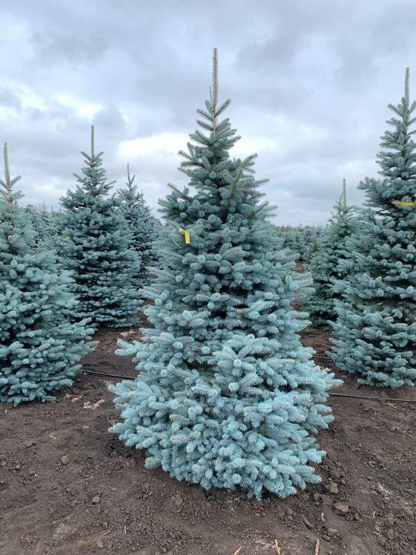 Ель колючая Супер Блю (Picea pungens 'Super Blue')