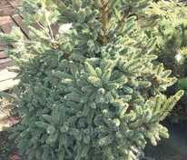 Ель колючая Блю Глоб (Picea pungens 'Blue Globe')
