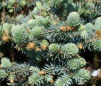 Ель колючая Блю Тринкет (Picea pungens 'Blue Trinket')