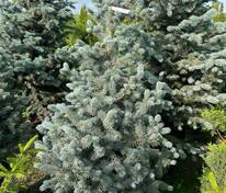 Ель колючая "Oldenburg" (Ольденбург)