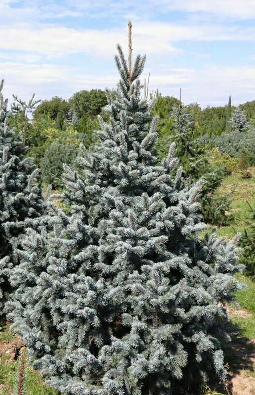 Ель колючая Ретрофлекса (Picea pungens 'Retroflexa')