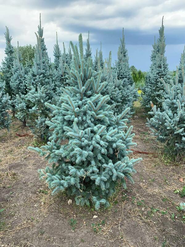 Ель колючая Ретрофлекса (Picea pungens 'Retroflexa')