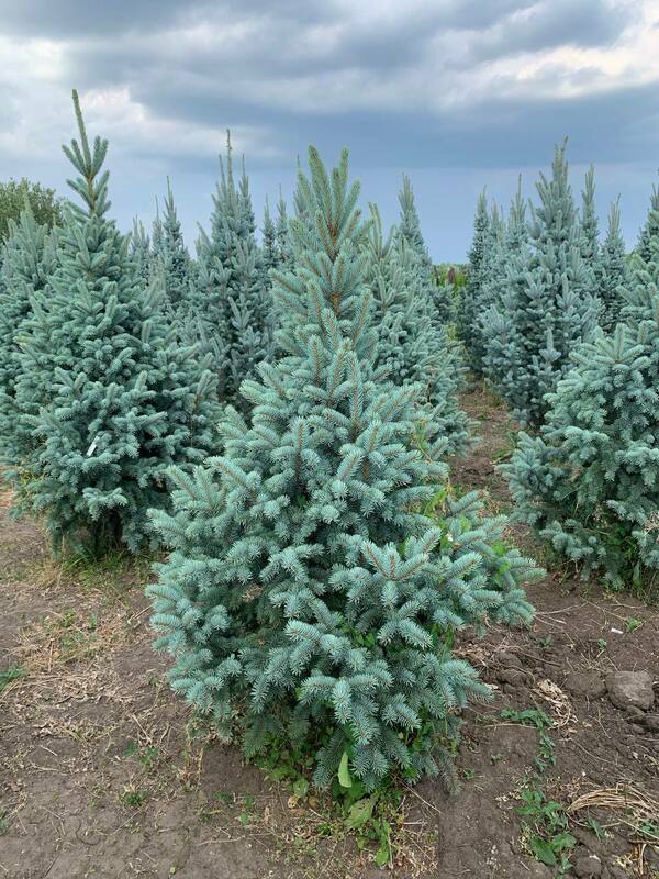Ель колючая Ретрофлекса (Picea pungens 'Retroflexa')