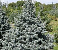 Ель колючая Ретрофлекса (Picea pungens 'Retroflexa')