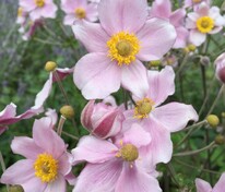 Анемона войлочная Робустиссима (Anemone tomentosa 'Robustissima')