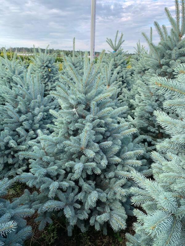 Ель колючая Балатон (Picea pungens 'Balaton')