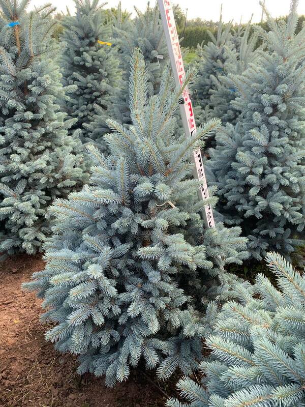 Ель колючая Балатон (Picea pungens 'Balaton')