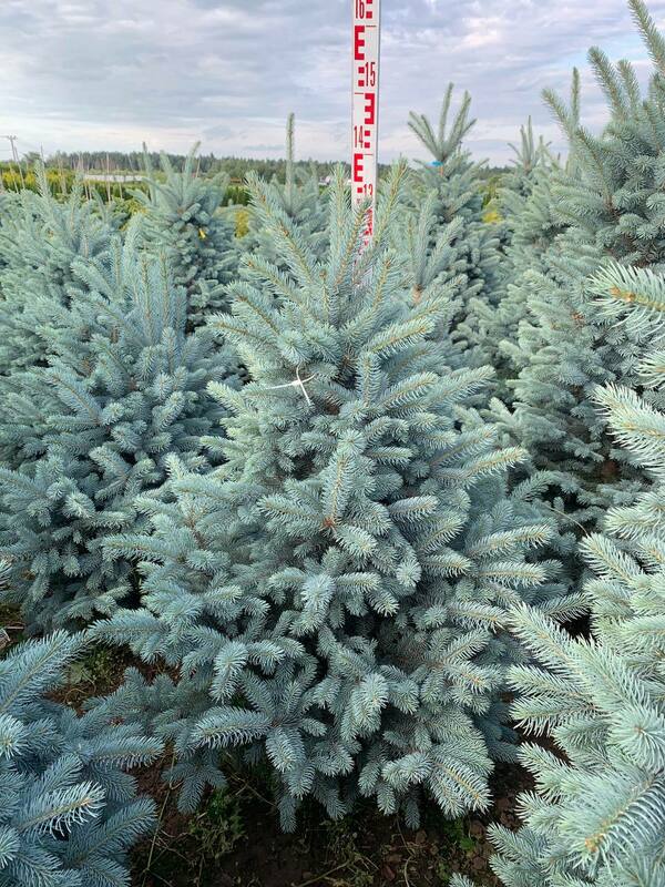 Ель колючая Балатон (Picea pungens 'Balaton')