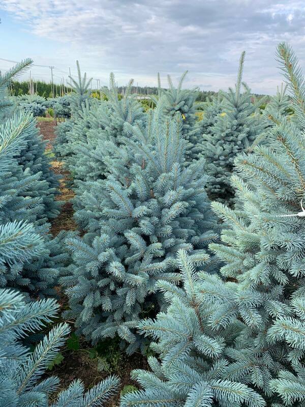 Ель колючая Балатон (Picea pungens 'Balaton')