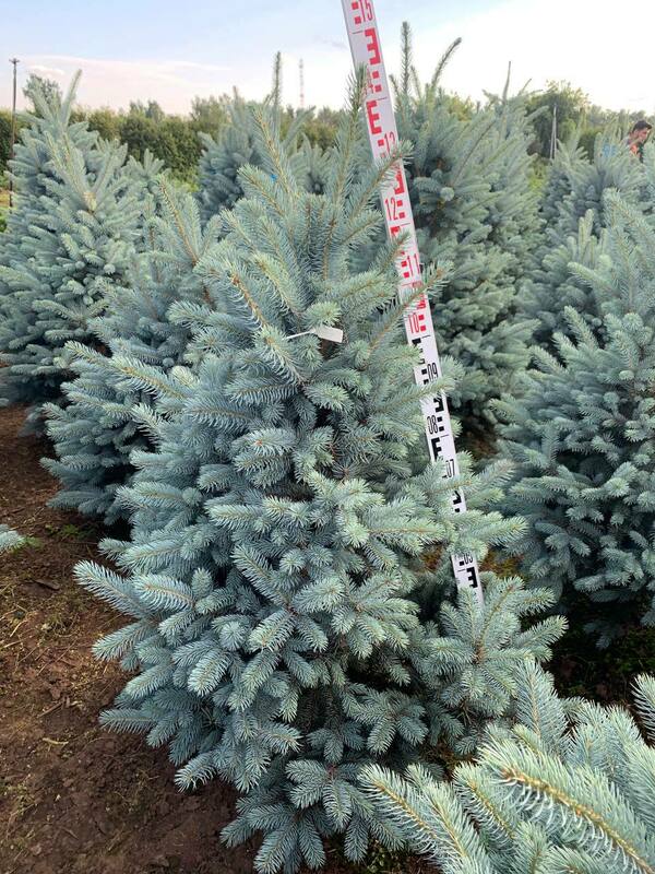 Ель колючая Балатон (Picea pungens 'Balaton')