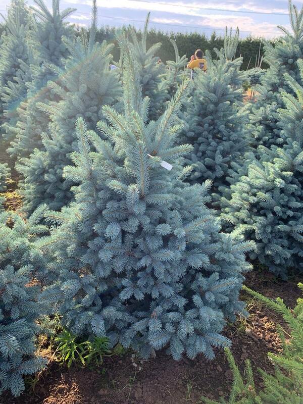Ель колючая Балатон (Picea pungens 'Balaton')
