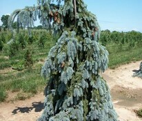 Ель колючая Пендула (Picea pungens 'Pendula')