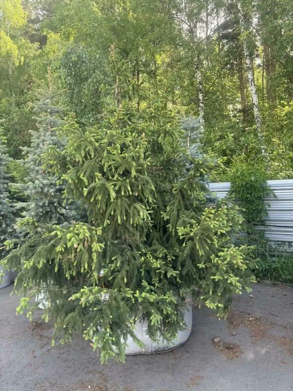 Ель обыкновенная Акрокона (Picea abies 'Acrocona')